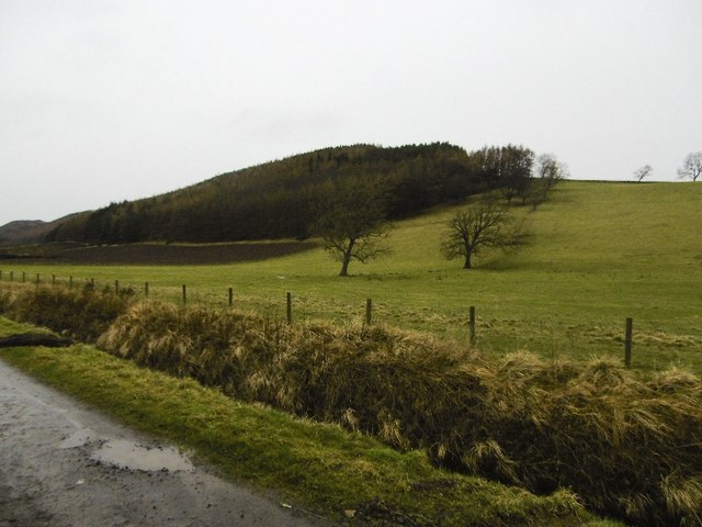 Aiver Wood