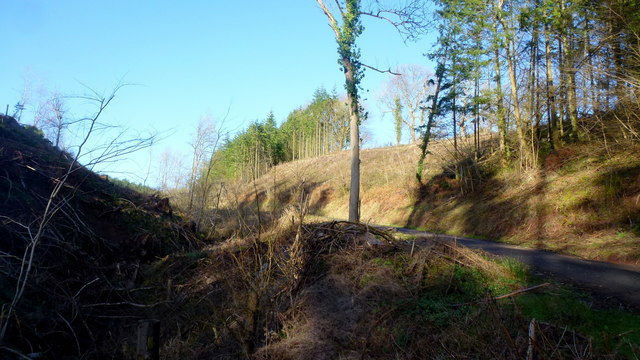 Cleared forestry, Llangoed Wood
