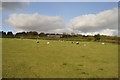 Sheep grazing, Monkmoor