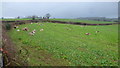 Sheep in a fodder crop