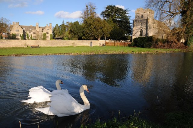 Swans on the Stroudwater Canal