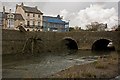 A fallen horse chestnut tree in the River Yeo at Pilton