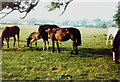 Horses in a field, 1974