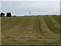 Rows of straw, New Alyth