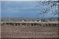 Distant roofs