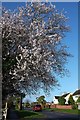 Cherry blossom, Shiphay Avenue, Torquay