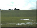 Crop field, Moorhouse Farm