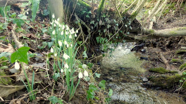 Snowdrops by a stream
