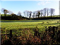 Frosty at Loughmuck