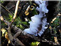 Frost flowers, Loughmuck (1)