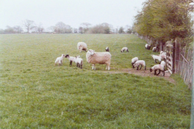 Sheep and lambs in a field, 1981