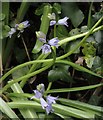 Bluebell in flower, Holcombe