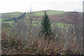 Forest scrub in Cwmwr