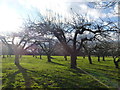 Old orchard in Claygate Road near Laddingford