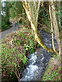 The Millhalf Brook at Little Merthyr