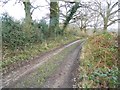 Track to Church Wood, Leith Hill