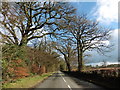 Tree-lined road to Uffculme