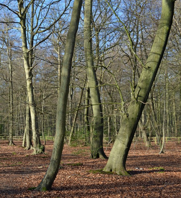 Dancing beech trees, Woodcote, Oxfordshire
