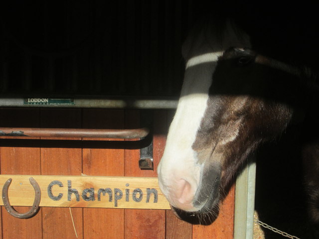 Champion the horse at Kentish Town City Farm