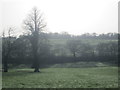 Trees and fields in wintry sunshine, south of High Leigh