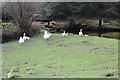 Geese at Glan-brynar Farm, Tir Philkins