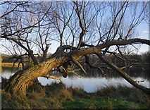 TQ1972 : Willow tree by the Upper Pen Pond by Stefan Czapski