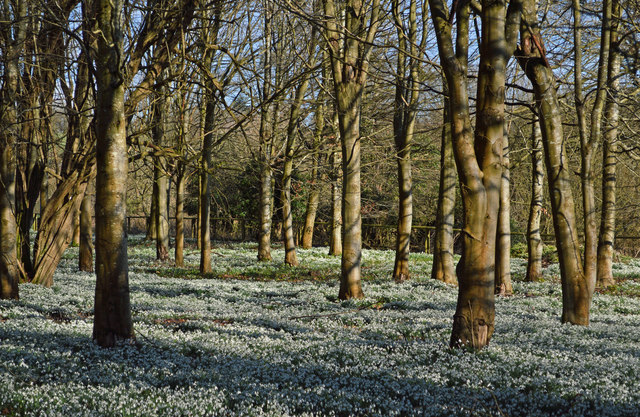 Snowdrops, Welford, Berkshire