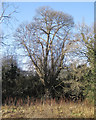 Native black poplar near the River Sherbourne, Whitley, Coventry