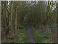 Path and woodland near Lanesborough Road