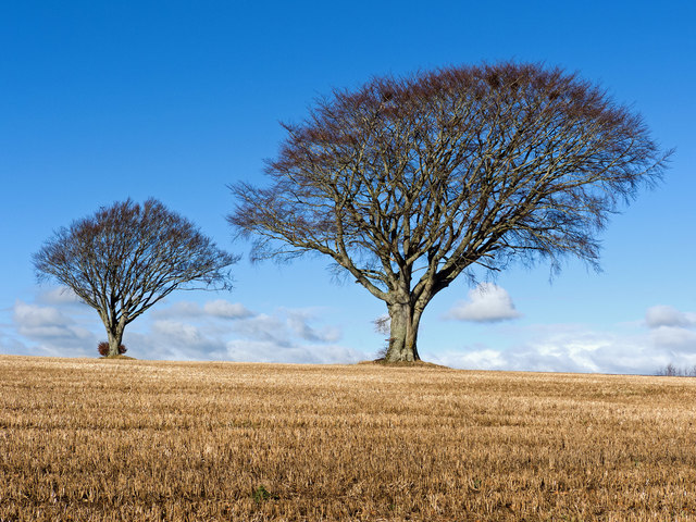Beech trees by St Martins