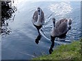 SJ3499 : A pair  of cygnets on the Leeds to Liverpool canal by Norman Caesar