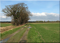 TL4256 : A bridleway in February by John Sutton