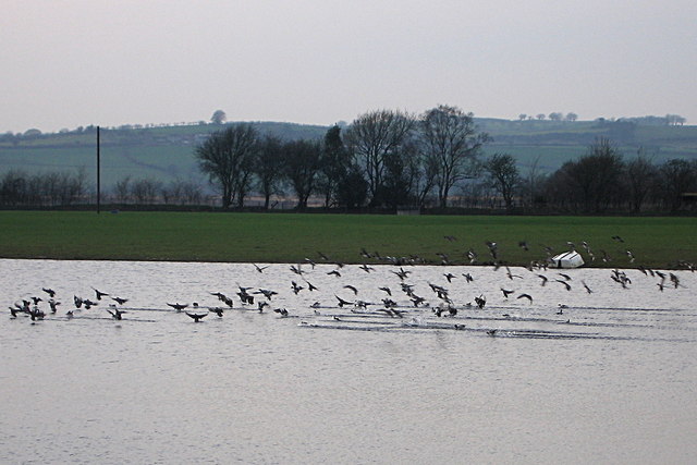 Ducks near Maes-llyn, Cors Caron