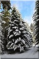 NT2741 : Snow on the trees, Glentress by Jim Barton