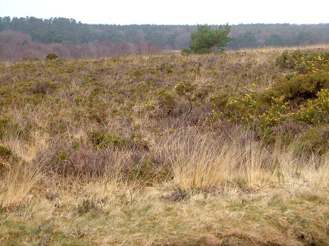 Hawkerland Valley © Derek Harper cc-by-sa/2.0 :: Geograph Britain and ...