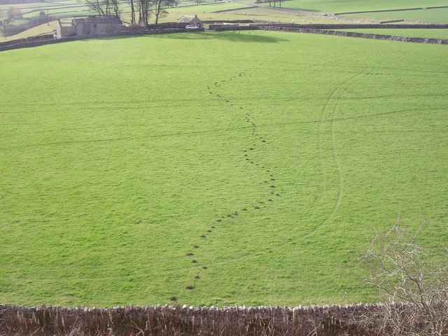 Molehill trail across a field at Lees Barn