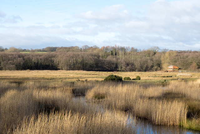 Reed bed at Low Barns Nature Reserve