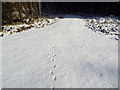 NT4202 : Animal tracks on spur track heading east from main track for a few hundred metres in Castleweary woods by ian shiell