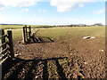 SS6642 : Sheep pasture at Brockenbarrow Farm by Roger Cornfoot
