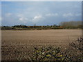 Stubble field near Mayville Dairy Farm