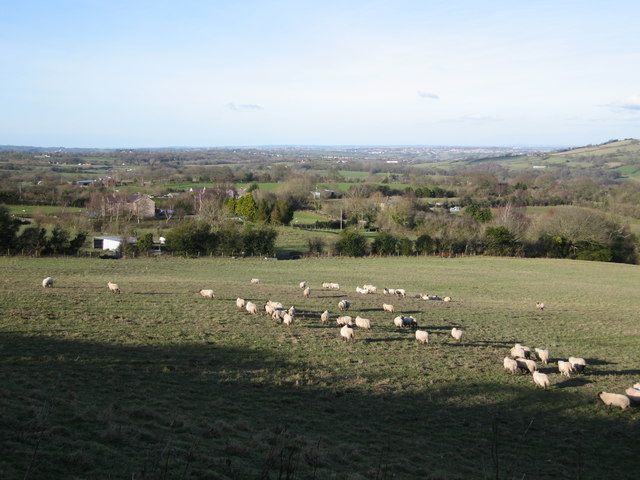 Sheep crossing field towards Cae-rheinallt isaf