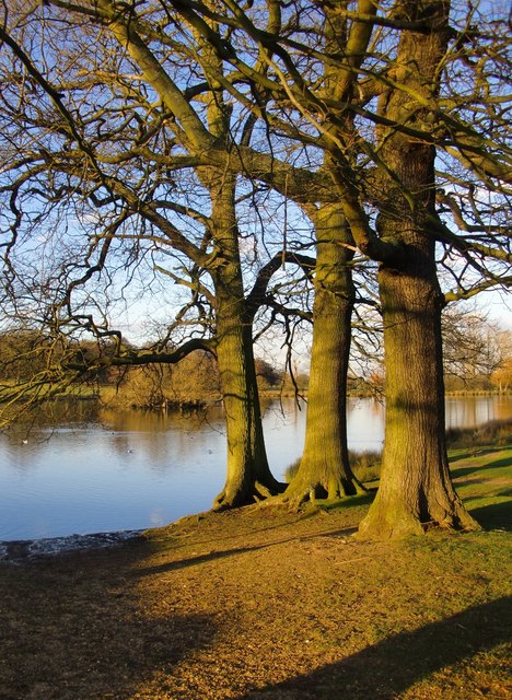 Three oaks by the Lower Pen Pond