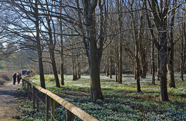 Photographing the snowdrops, Welford Park, Berkshire