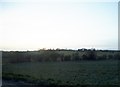 Field by The Causeway, Furneux Pelham