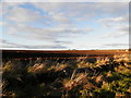 Farmland at West Mains of Auchmithie