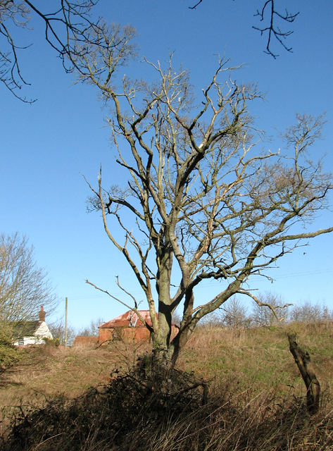 Tree growing in disused gravel pit