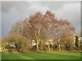 Silver birches on Foxhills Sports Field