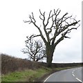 Tree by A357 near New Cross Gate