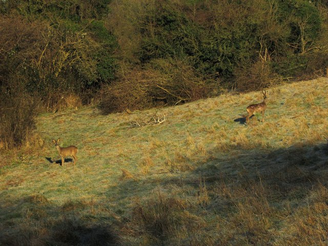 Deer by Padleigh Wood (2)