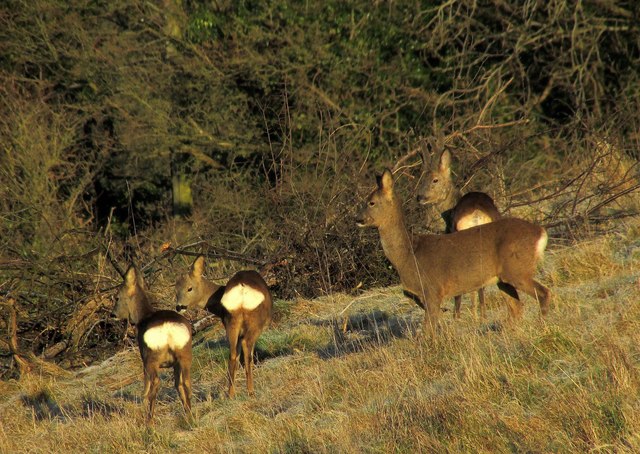 Deer by Padleigh Wood (3)